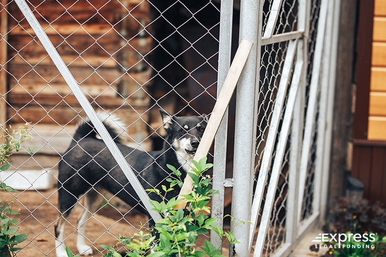 Dog Behind a Fence