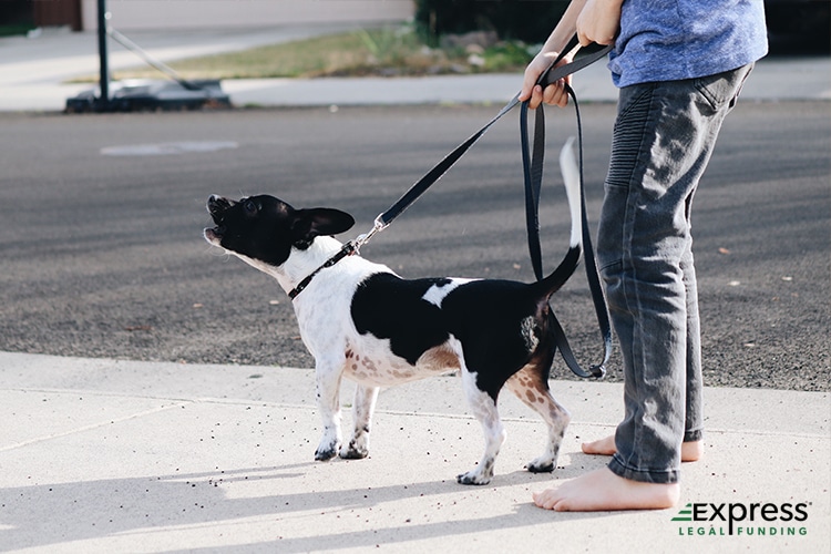 Dog Restrained in Public