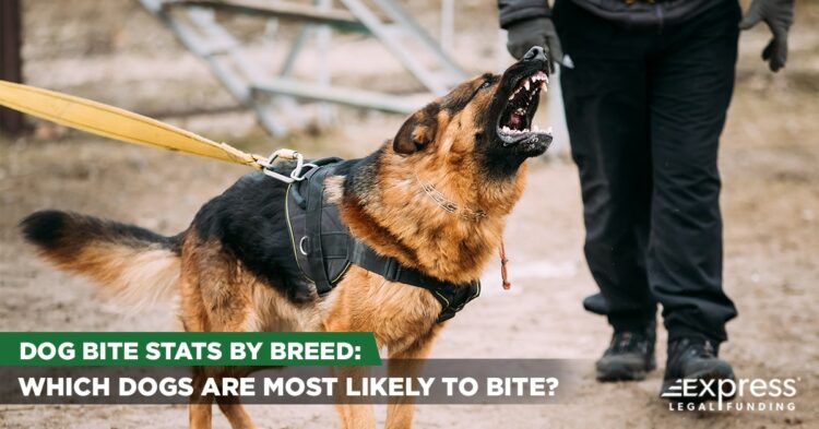 which dogs bite the most