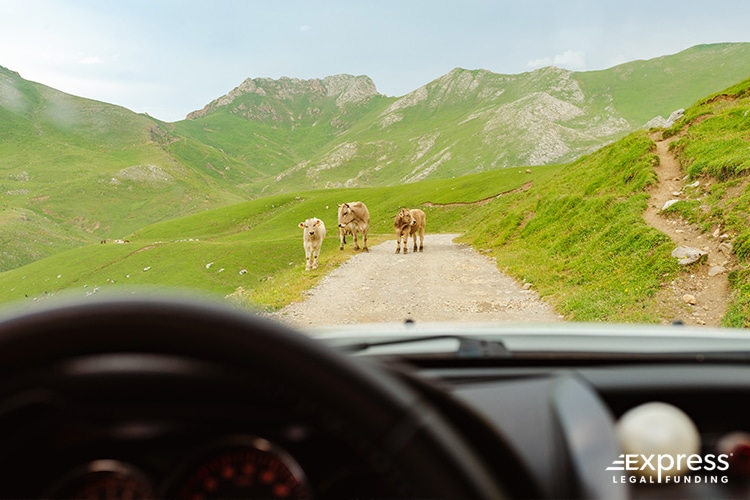 Cattle Blocking The Road