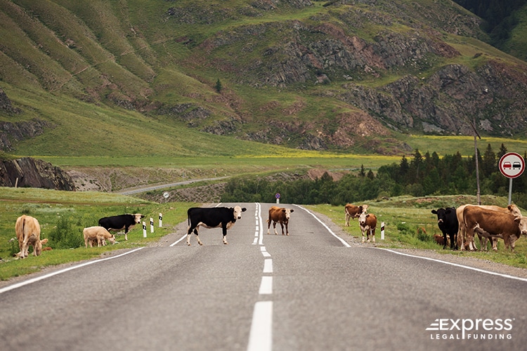 Open Range Cattle