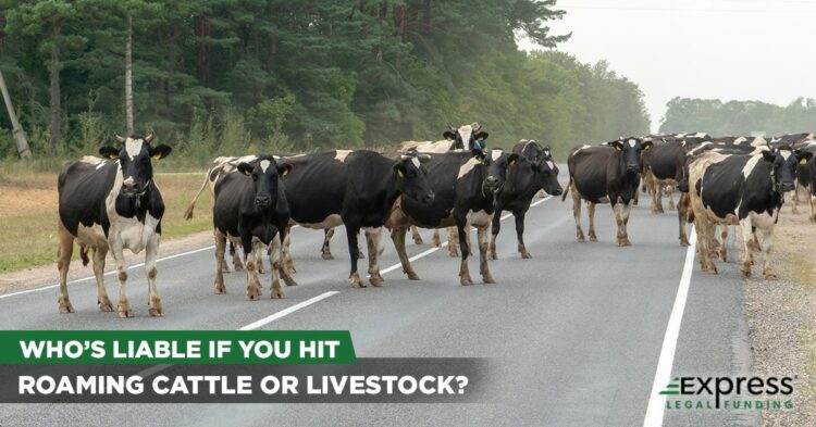 Roaming Cattle on a Highway