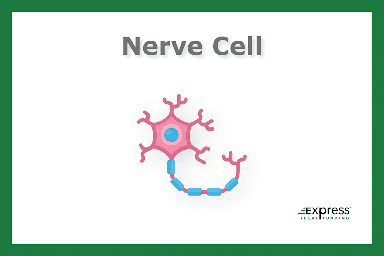 Nerve cell infographic