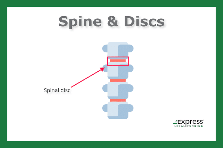 Spine and Spinal Disc infographic