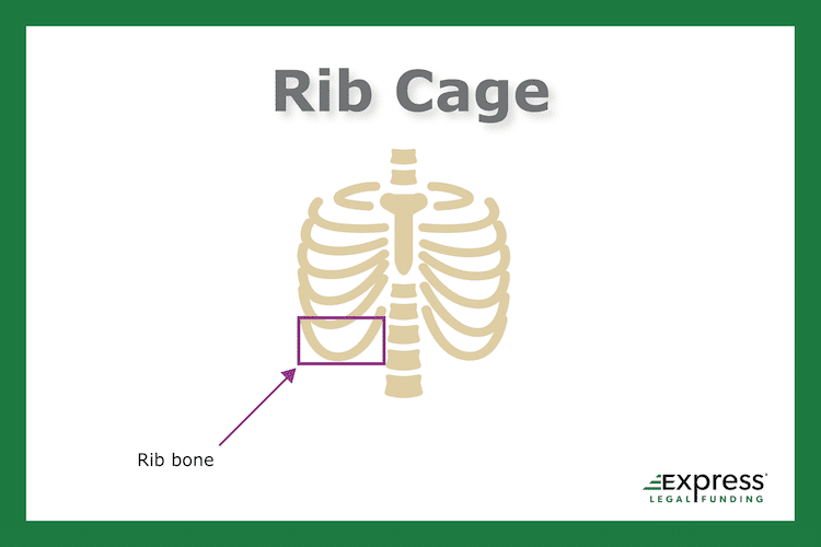 Rib cage and rib bone infographic