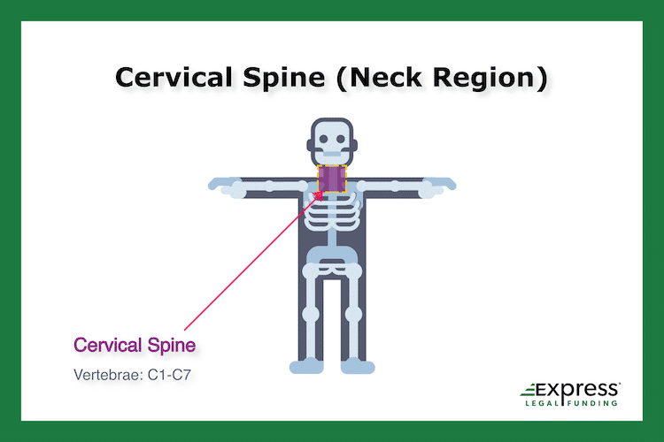 Location of the cervical spine infographic