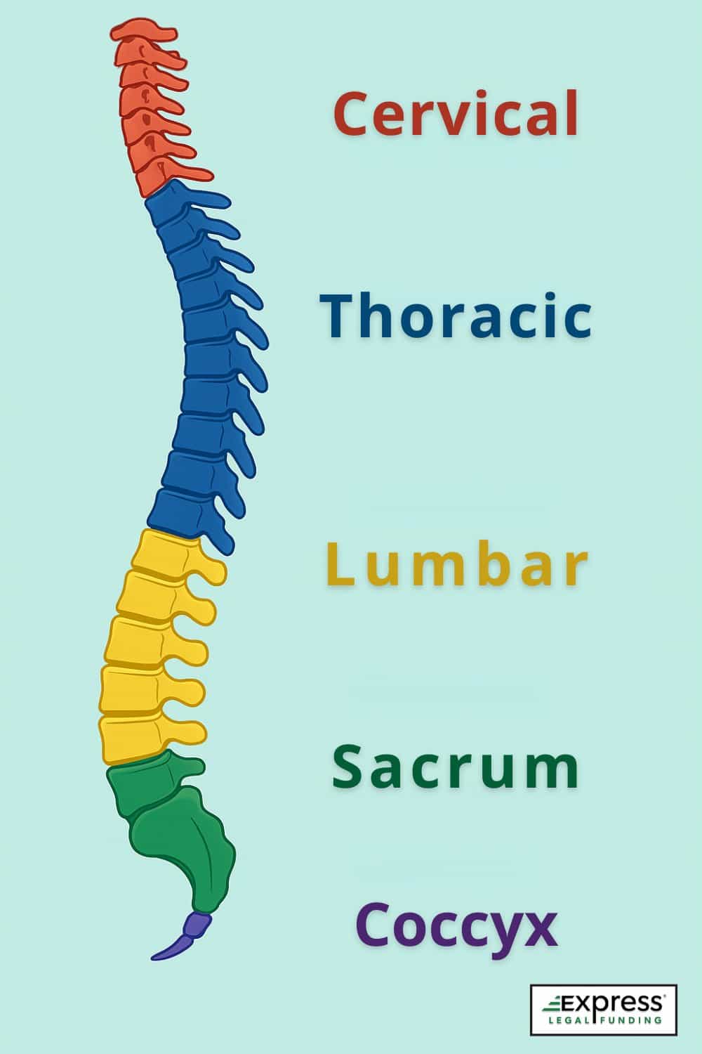 Color-coded spine diagram showing the five spinal regions: cervical, thoracic, lumbar, sacrum, and coccyx labeled beside each section.